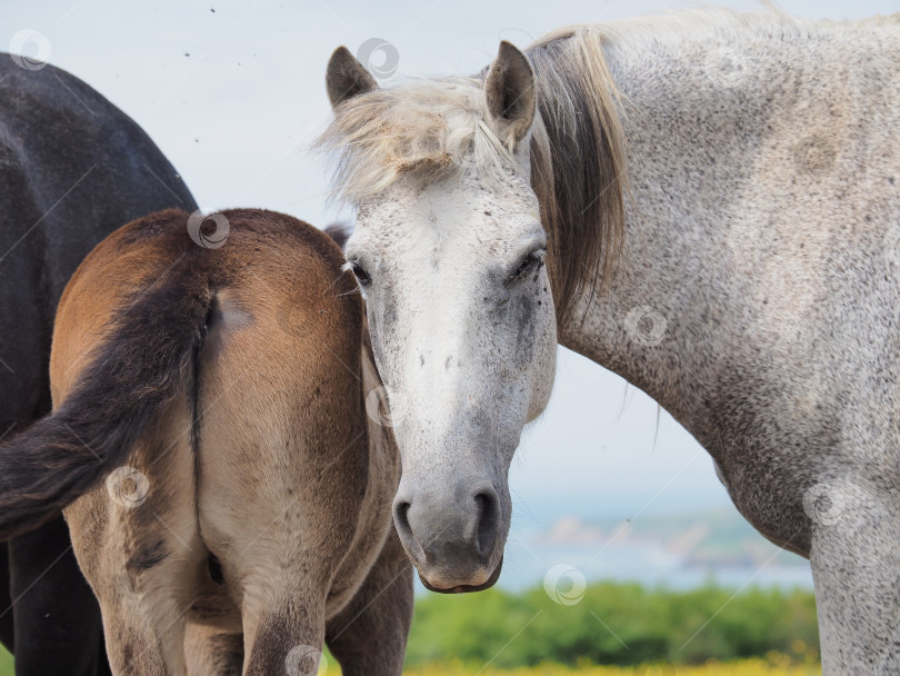 Скачать Лошади на пастбище. Лошади на пастбище. Сахалин. Сахалин. (марка) фотосток Ozero