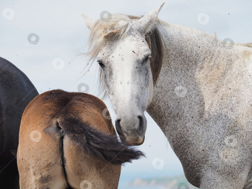 Скачать Лошади на пастбище. Лошади на пастбище. Сахалин. Сахалин. (марка) фотосток Ozero