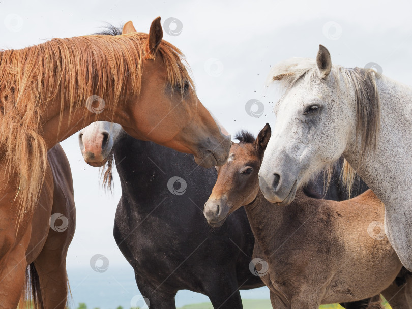 Скачать Лошади на пастбище. Лошади на пастбище. Сахалин. Сахалин. (марка) фотосток Ozero
