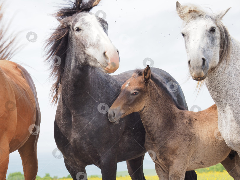 Скачать Лошади на пастбище. Лошади на пастбище. Сахалин. Сахалин. (марка) фотосток Ozero