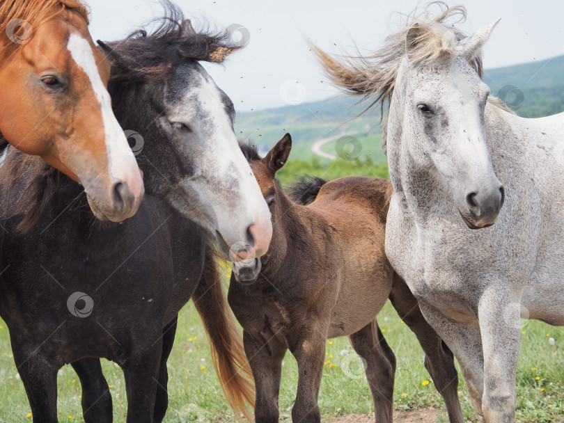 Скачать Лошади на пастбище. Лошади на пастбище. Сахалин. Сахалин. (марка) фотосток Ozero