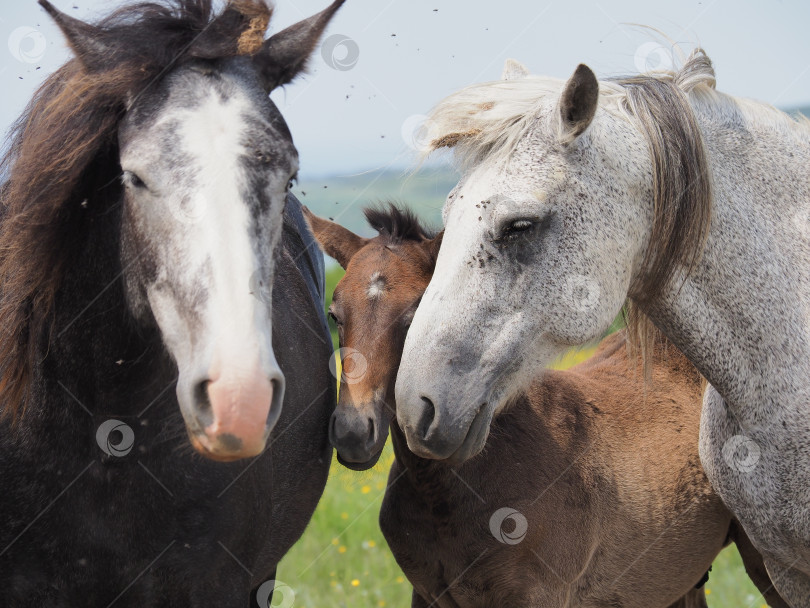 Скачать Лошади на пастбище. Лошади на пастбище. Сахалин. Сахалин. (марка) фотосток Ozero