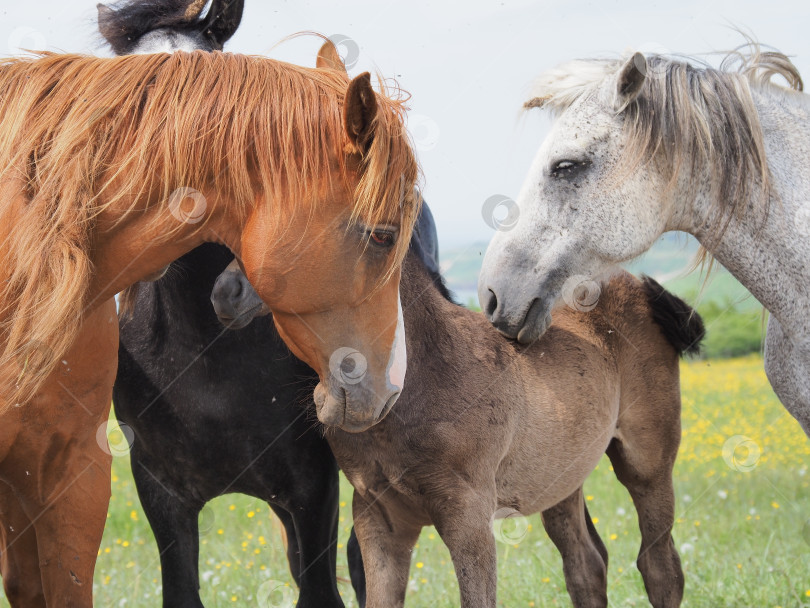 Скачать Лошади на пастбище. Лошади на пастбище. Сахалин. Сахалин. (марка) фотосток Ozero