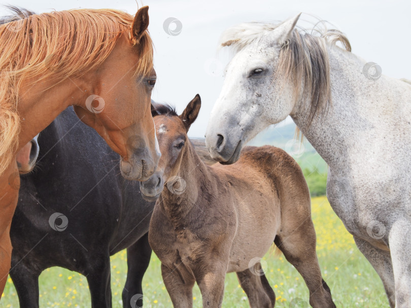 Скачать Лошади на пастбище. Лошади на пастбище. Сахалин. Сахалин. (марка) фотосток Ozero