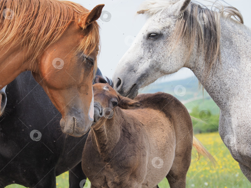 Скачать Лошади на пастбище. Лошади на пастбище. Сахалин. Сахалин. (марка) фотосток Ozero