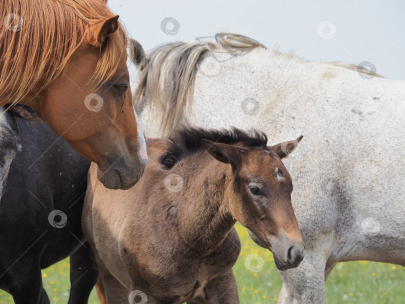 Скачать Лошади на пастбище. Лошади на пастбище. Сахалин. Сахалин. (марка) фотосток Ozero