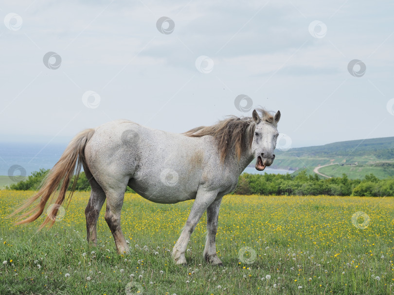 Скачать Лошади на пастбище. Лошади на пастбище. Сахалин. Сахалин. (марка) фотосток Ozero