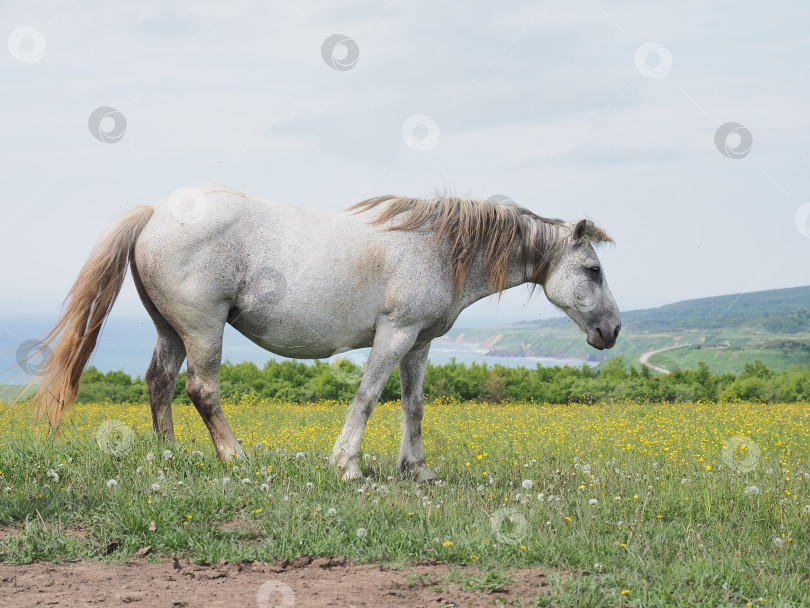 Скачать Лошади на пастбище. Лошади на пастбище. Сахалин. Сахалин. (марка) фотосток Ozero