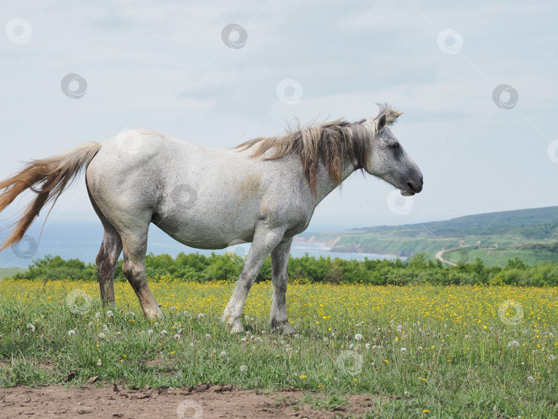 Скачать Лошади на пастбище. Лошади на пастбище. Сахалин. Сахалин. (марка) фотосток Ozero