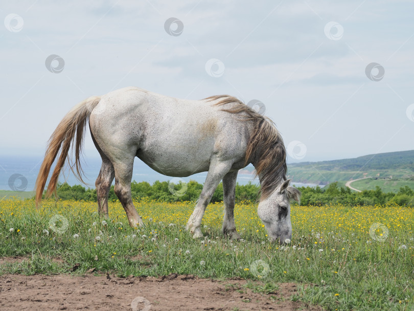 Скачать Лошади на пастбище. Лошади на пастбище. Сахалин. Сахалин. (марка) фотосток Ozero