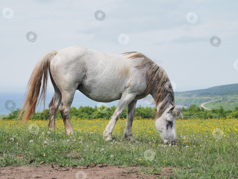 Скачать Лошади на пастбище. Лошади на пастбище. Сахалин. Сахалин. (марка) фотосток Ozero