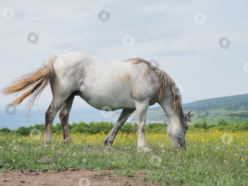 Скачать Лошади на пастбище. Лошади на пастбище. Сахалин. Сахалин. (марка) фотосток Ozero