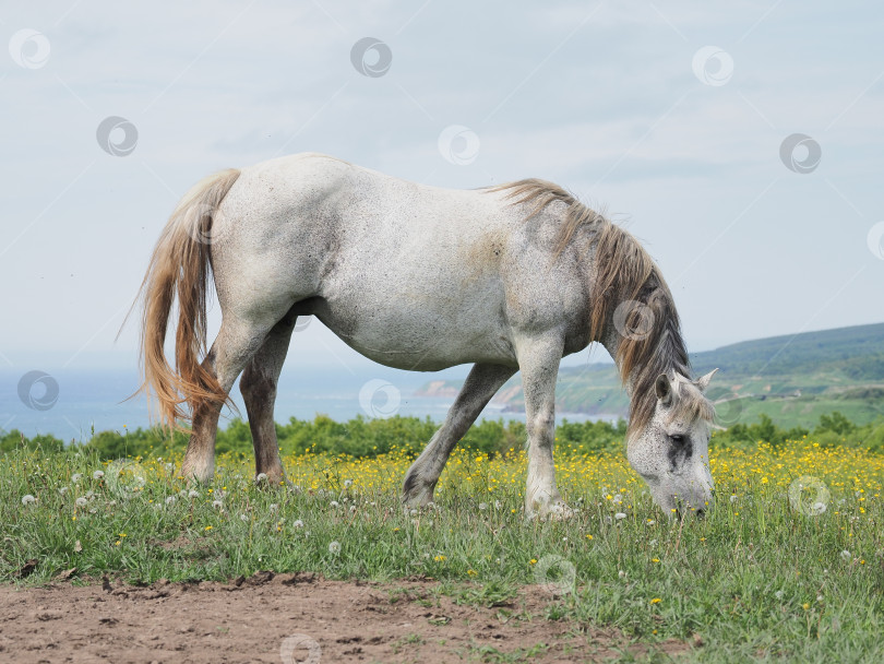 Скачать Лошади на пастбище. Лошади на пастбище. Сахалин. Сахалин. (марка) фотосток Ozero