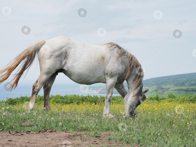 Скачать Лошади на пастбище. Лошади на пастбище. Сахалин. Сахалин. (марка) фотосток Ozero