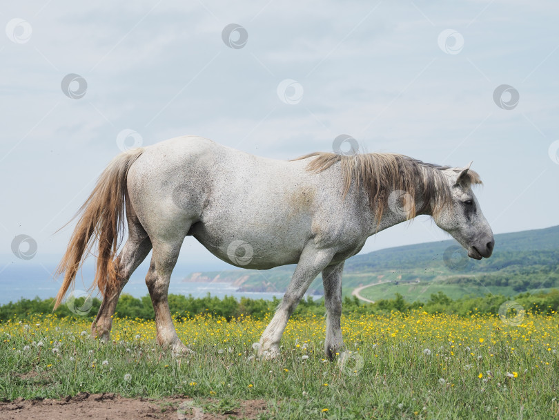 Скачать Лошади на пастбище. Лошади на пастбище. Сахалин. Сахалин. (марка) фотосток Ozero