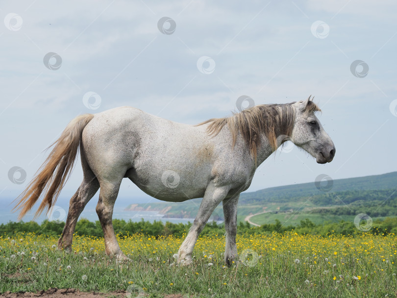 Скачать Лошади на пастбище. Лошади на пастбище. Сахалин. Сахалин. (марка) фотосток Ozero