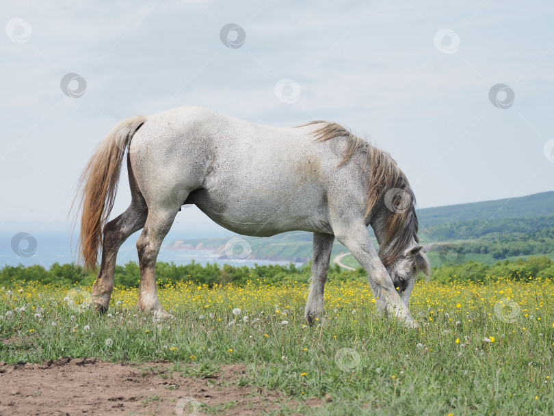 Скачать Лошади на пастбище. Лошади на пастбище. Сахалин. Сахалин. (марка) фотосток Ozero