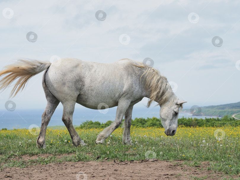 Скачать Лошади на пастбище. Лошади на пастбище. Сахалин. Сахалин. (марка) фотосток Ozero