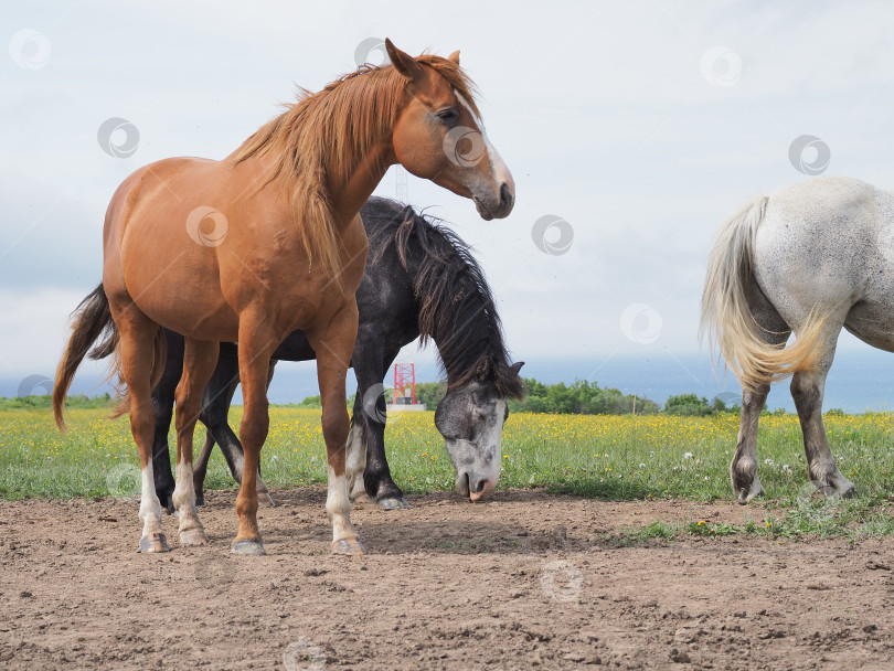 Скачать Лошади на пастбище. Лошади на пастбище. Сахалин. Сахалин. (марка) фотосток Ozero