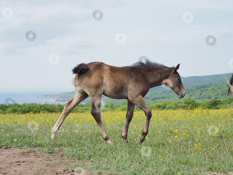 Скачать Лошади на пастбище. Лошади на пастбище. Сахалин. Сахалин. (марка) фотосток Ozero
