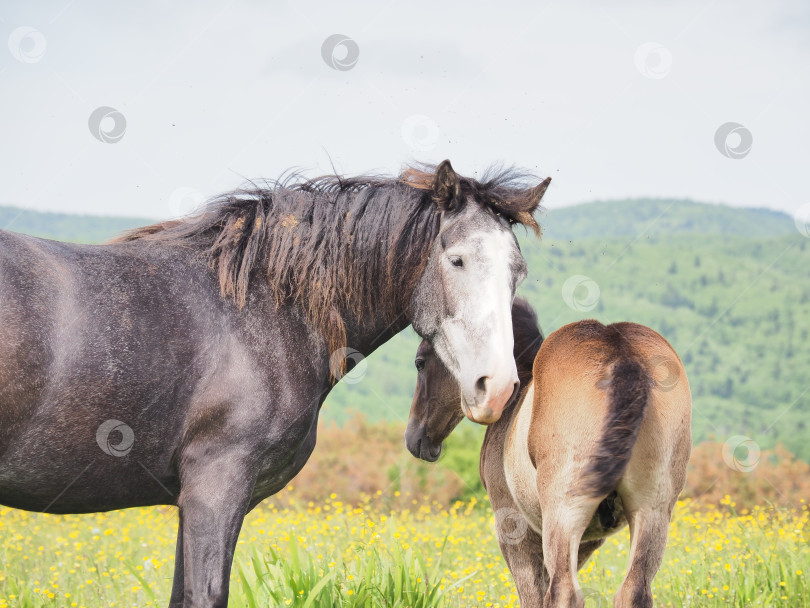 Скачать Лошади на пастбище. Лошади на пастбище. Сахалин. Сахалин. (марка) фотосток Ozero