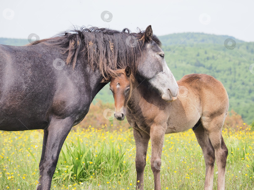 Скачать Лошади на пастбище. Лошади на пастбище. Сахалин. Сахалин. (марка) фотосток Ozero