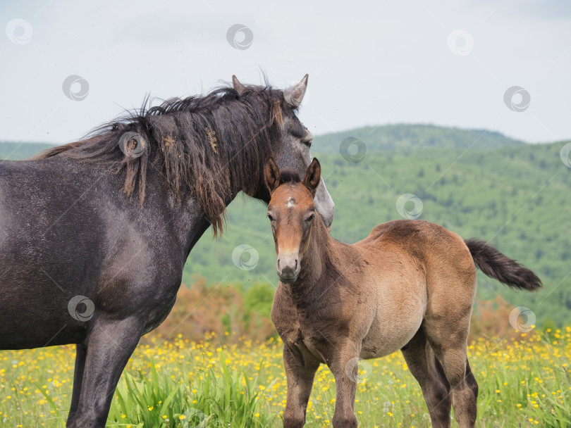 Скачать Лошади на пастбище. Лошади на пастбище. Сахалин. Сахалин. (марка) фотосток Ozero