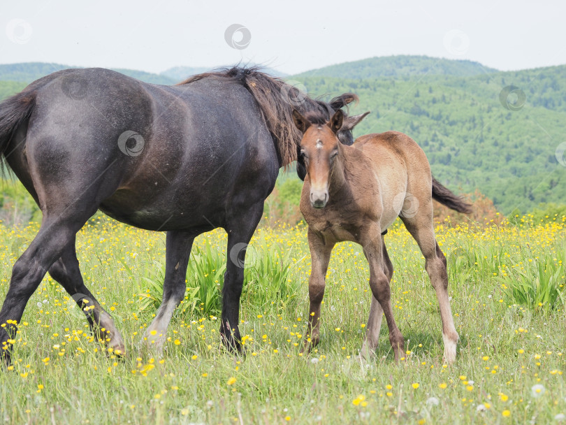 Скачать Лошади на пастбище. Лошади на пастбище. Сахалин. Сахалин. (марка) фотосток Ozero