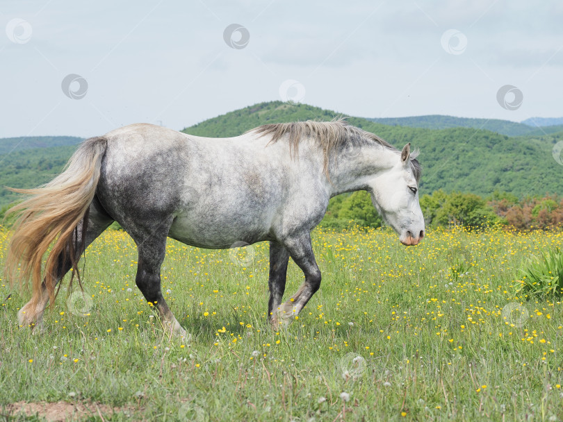 Скачать Лошади на пастбище. Лошади на пастбище. Сахалин. Сахалин. (марка) фотосток Ozero