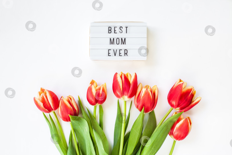 Скачать Поздравительная открытка на День матери с красными цветами тюльпана фотосток Ozero