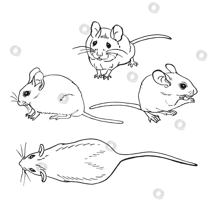 Скачать Набор мышек. Векторная иллюстрация, нарисованная от руки. фотосток Ozero