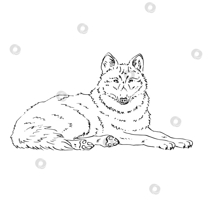 Скачать Монохромный рисунок волка, нарисованный от руки. Векторная иллюстрация дикой природы. Лесное животное. фотосток Ozero