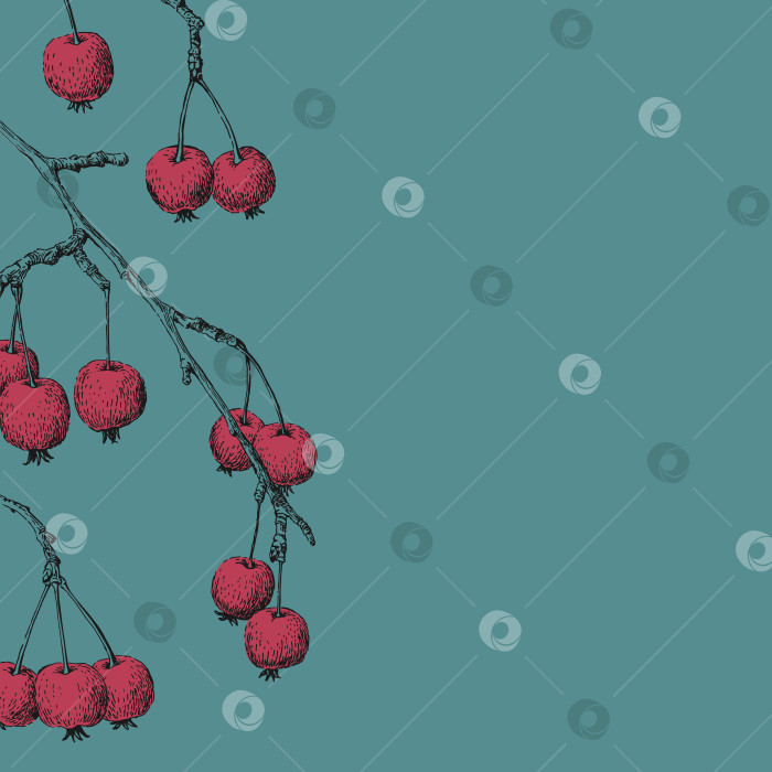 Скачать Рамка. Маленькие райские яблочки. Векторная иллюстрация, нарисованная от руки. фотосток Ozero