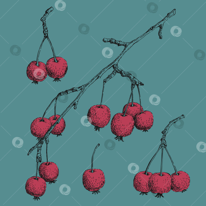 Скачать Набор маленьких райских яблок. Векторная иллюстрация, нарисованная от руки. фотосток Ozero