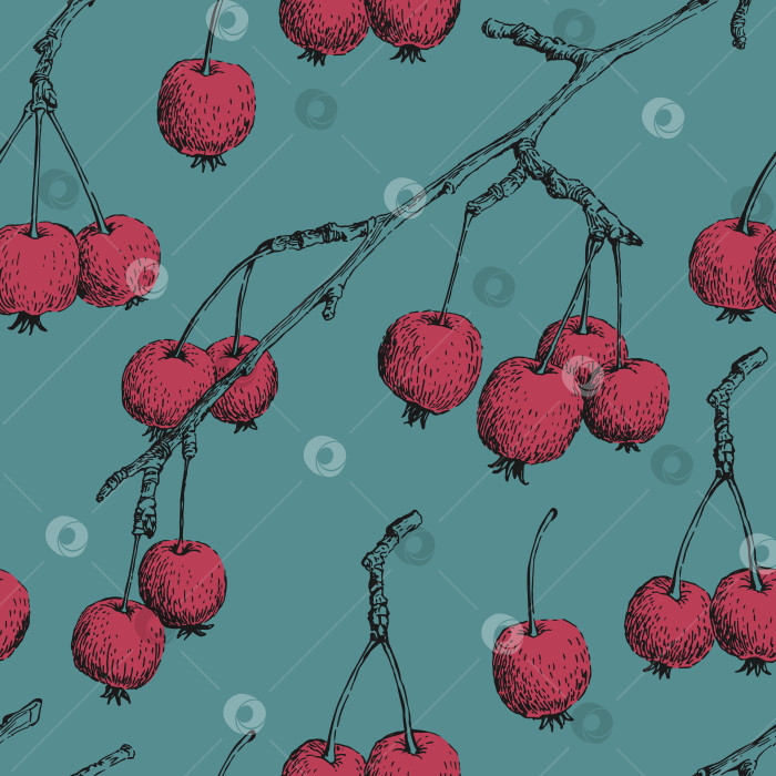 Скачать Бесшовный узор с райскими яблоками. Векторная иллюстрация, нарисованная от руки. фотосток Ozero