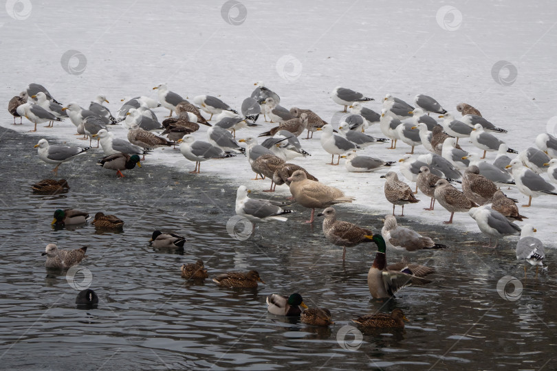 Скачать Стая перелетных птиц-чаек фотосток Ozero