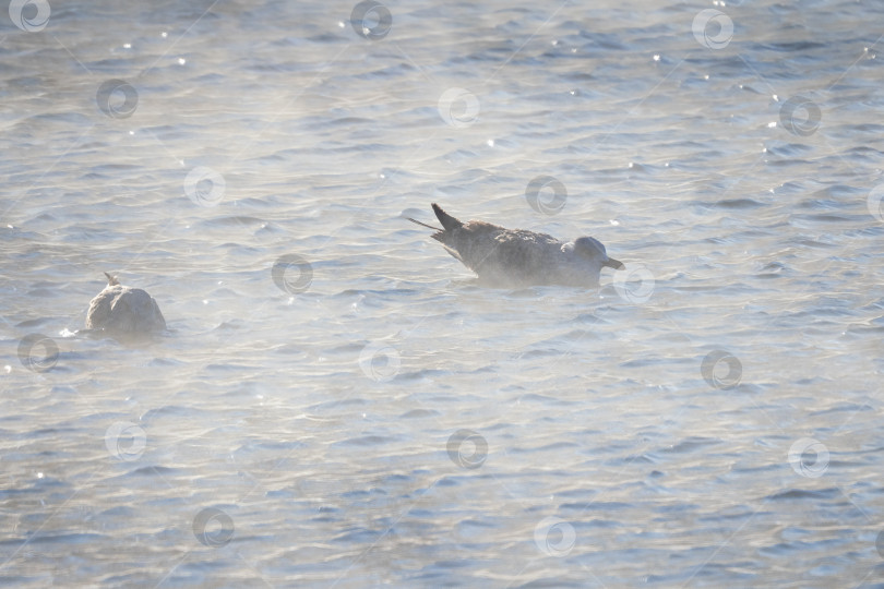 Скачать Чайка плавает в туманном озере. фотосток Ozero