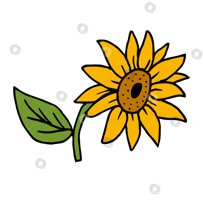 Скачать Осенний стильный рисунок подсолнуха на белом фоне. Векторное изображение. фотосток Ozero