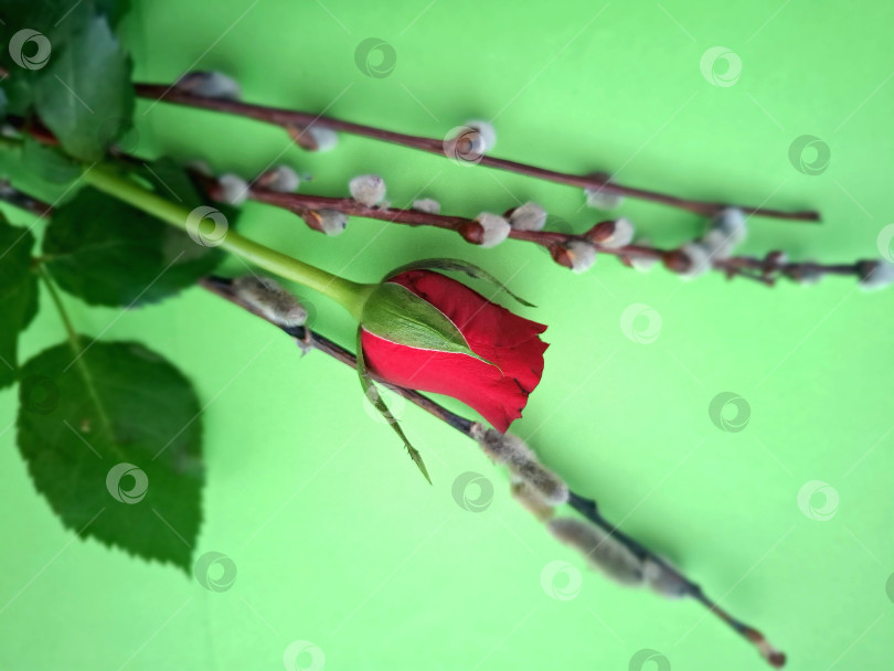Скачать Мелкая нераспустившаяся красная роза и веточки вербы на зеленом фоне фотосток Ozero