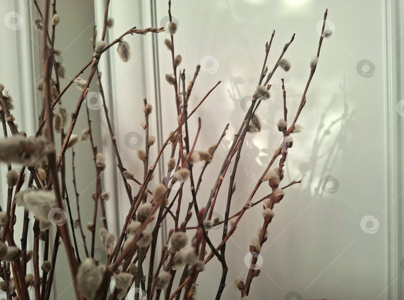 Скачать Веточки вербы на фоне светлой мебели фотосток Ozero