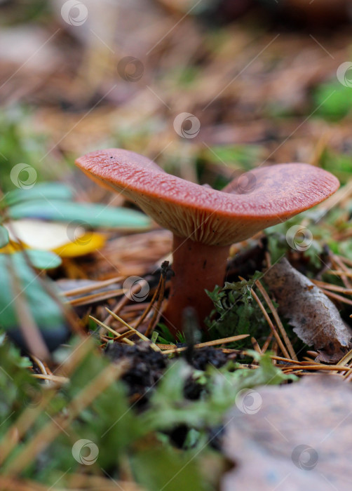 Скачать Гриб фотосток Ozero