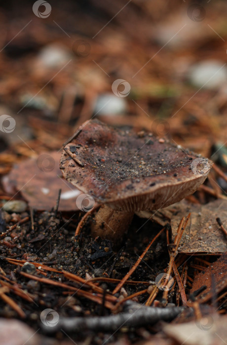 Скачать Гриб фотосток Ozero
