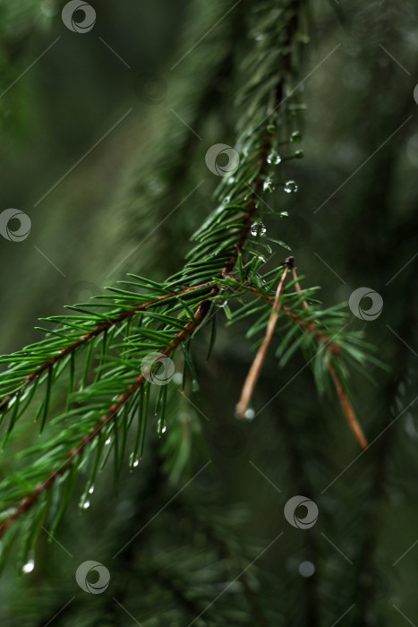 Скачать Еловая ветвь фотосток Ozero