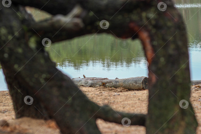 Скачать Сквозь корни фотосток Ozero