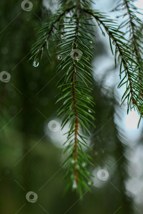 Скачать Еловая ветвь фотосток Ozero