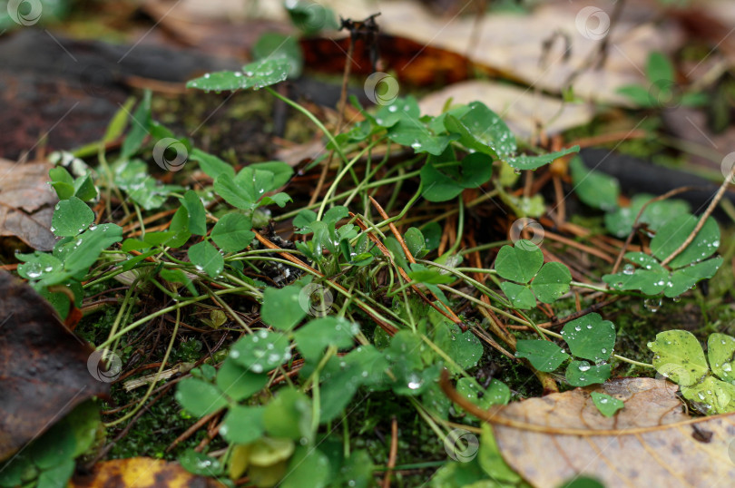 Скачать Клевер фотосток Ozero