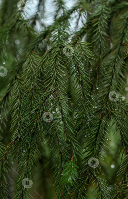 Скачать Еловые ветви фотосток Ozero