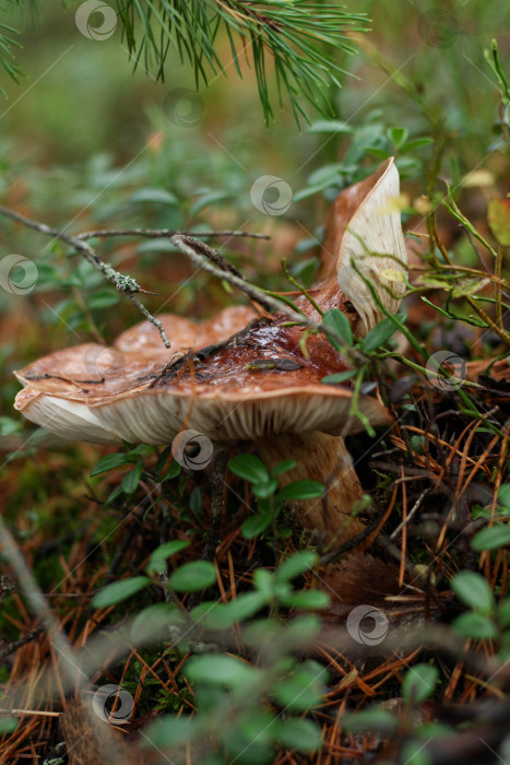 Скачать Гриб в траве фотосток Ozero
