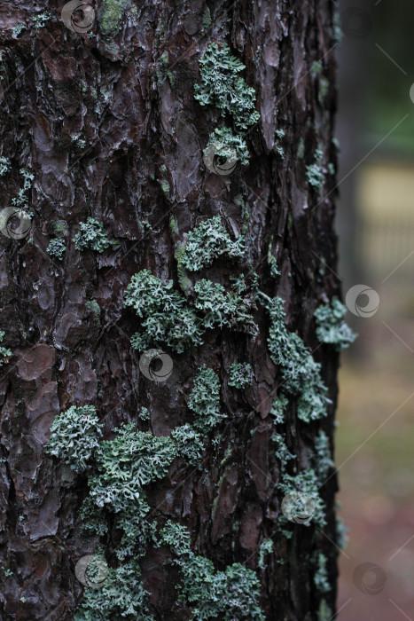 Скачать Кора фотосток Ozero