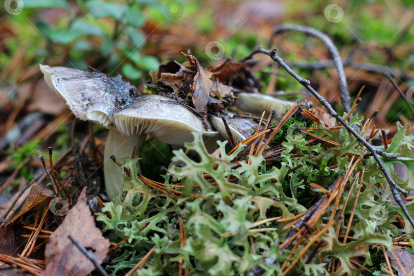 Скачать Гриб фотосток Ozero